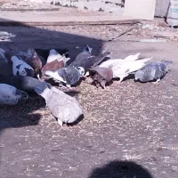 کود کفتر|گل و گیاه طبیعی|شیراز, شهرک گلستان|دیوار