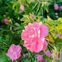 باغ سنددار با سهم آب و استخر. بر رو آسفالت