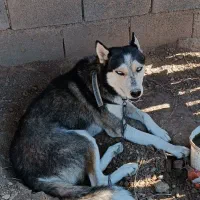 واگذاری سگ هاسکی