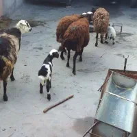 میش و بره و گوسفند|حیوانات مزرعه|بروجرد, |دیوار