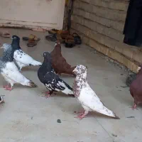 کبوتر