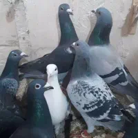 کبوتر المانی