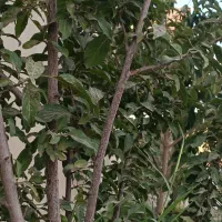 باغ میشخاص