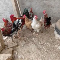 مرغ و خروس محلی و گلین|حیوانات مزرعه|سیجوال, |دیوار