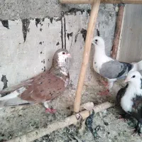 سارسرور قره کرمونی پشت گراف ساده سرخ پرافشون