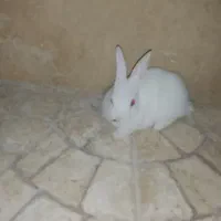 خرگوش سفید چشم قرمز هلندی