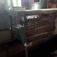 قفس پرنده|لوازم جانبی حیوانات|ایلام, |دیوار