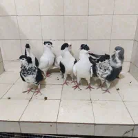 فروش و معاوضه با آکواریوم سالنی وآکواریوم با پایه