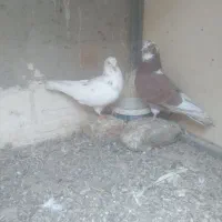 طوقی اویناق نرماده صیدشده