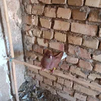 کبوتر دم سفید|پرنده|دشتابی, |دیوار