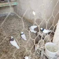 فروش 4عدد کبوتر