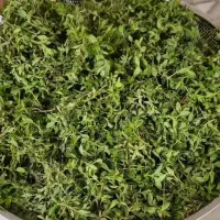 آویشن کوهی
