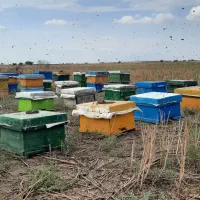 کلنی زنبور عسل