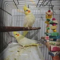 پرنده|پرنده|پاکدشت, پاکدشت (مامازند)|دیوار