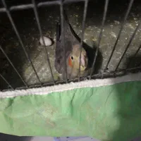 عروس هلندی|پرنده|قم, پردیسان|دیوار