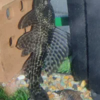 لجن خوار بزرگ|ماهی|سلماس, |دیوار