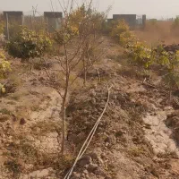 فروش باغ باانواع درختان میوه تخفیف خوب پای معامله|فروش زمین و ملک کلنگی|گرمسار, |دیوار