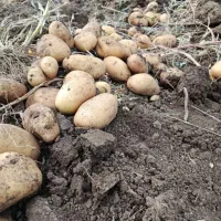 فروش سیب زمینی|حراج|تهران, شهرک کوهسار|دیوار