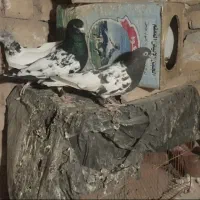 کبوتر پرشی