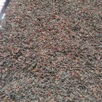 کشمش گله|خوردنی و آشامیدنی|نیشابور, خط کاشمر|دیوار