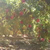 انار درجه یک در کوهدشت