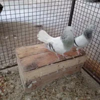 دم سفید|پرنده|جره و بالاده, |دیوار