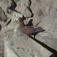 کفتر|پرنده|بیرجند, |دیوار