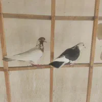 کفتر تهرانی شازده سیاه کله دم سرخ خارجی خال پیس|پرنده|فردیس, شهرک سپاه|دیوار