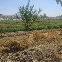 باغ مجوز فنس|فروش زمین و ملک کلنگی|اصفهان, ارداجی|دیوار