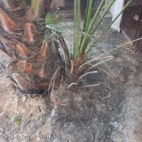 نخل برحی|گل و گیاه طبیعی|بندر ماهشهر, |دیوار