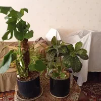 گل و گیاه طبیعی|گل و گیاه طبیعی|قم, امامزاده ابراهیم|دیوار