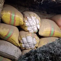 کاه|حیوانات مزرعه|تخت سلیمان, |دیوار