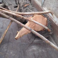 تنه درخت|گل و گیاه طبیعی|اصفهان, گرکان|دیوار