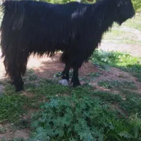 فروش دوبر پازن ترکی چبش درجە یک بز رون همە چی تمان