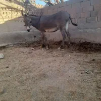 الاغ جوان وآرام|حیوانات مزرعه|رامند, |دیوار