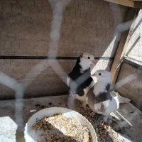 کبوتر طوقی یک جفت جوجه مفلق
