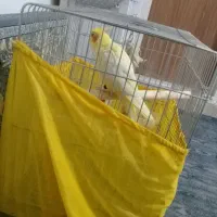 عروس هلندی لوتینو. نر.سخنگو|پرنده|شهریار, شهریار|دیوار