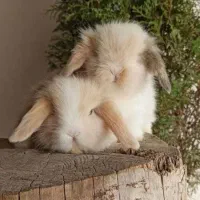 پایگاه پخش خرگوش مینییاتوریو مینیلوپ واکسن زده|موش و خرگوش|اصفهان, خانه اصفهان|دیوار