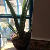 گل  و گیاه|گل و گیاه طبیعی|سیدآباد, |دیوار