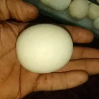 سنگ آسیاب اصل