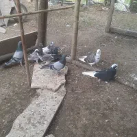 ۱۰جوجه بوم ندیده و ۲جفت