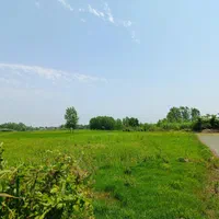 فروش زمین شالیزار ۱۴۵۰ متری/ خمام معاوضه با ماشین