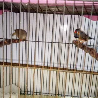 فنچ نر و ماده جفت