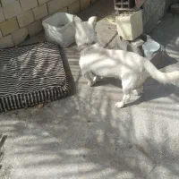 سگ پاکوتاه نر گیرنده نگهبان خونه عالی پنج ملیون|سگ|بم, |دیوار