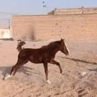 کره اسب کرند|اسب و تجهیزات اسب‌سواری|اصفهان, بابوکان جنوبی|دیوار