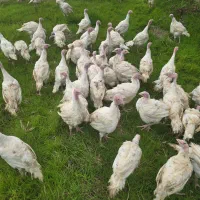 بوقلمون بیوتی B6|پرنده|سنگر, |دیوار