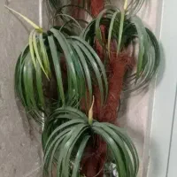 درخچه نخل مصنوعی