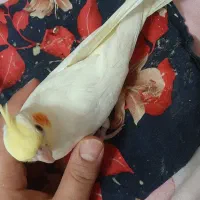 عروس هلندی|پرنده|صومعه‌سرا, |دیوار