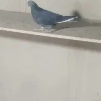 کبوتر فروشی|پرنده|محمدشهر, شهرک پیام (مهرالبرز)|دیوار