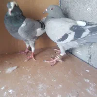 کبوتر|پرنده|سرپل ذهاب, |دیوار
